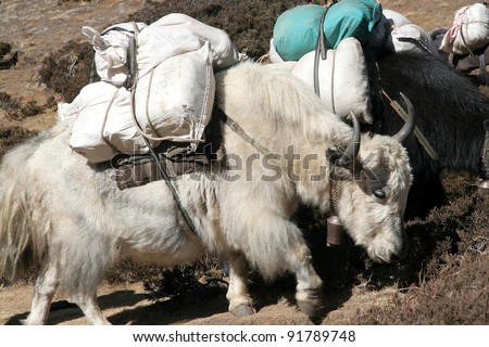 Nepalese yak carrying load to villages on high altitudes