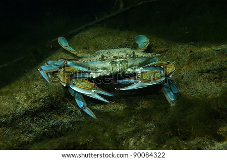 Blue crab, Crystal Springs, Florida