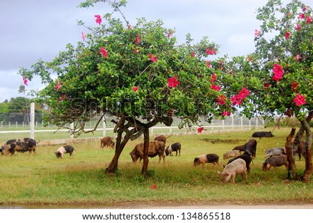 Pigs eat grass under trees with flowers, South Pacific, Tonga