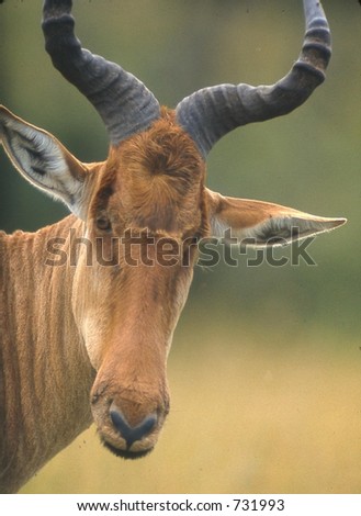kongoni antelope checks out the visitors