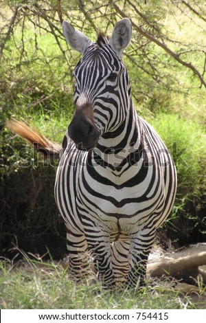 dominant male zebra guards his herd from intruders in Nakuru Park, Kenya