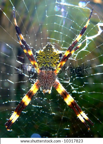 stock photo : happy-face spider of Kauai