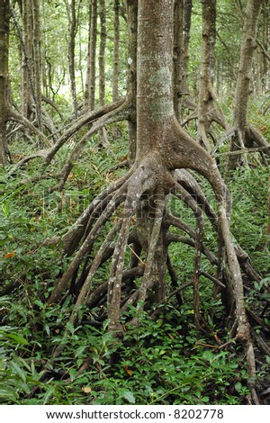 Stilt Roots