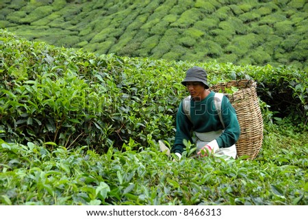 Worker harvesting Tea