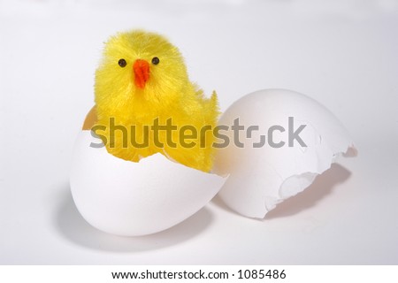 Hatched Chick