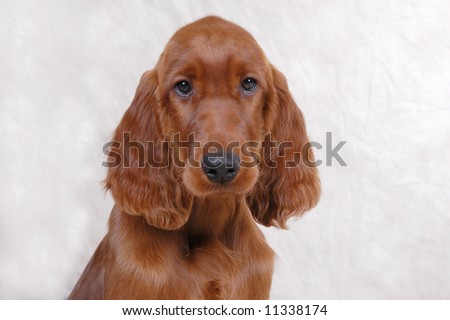 Irish Setter Puppies on Irish Setter Puppy Stock Photo 11338174   Shutterstock