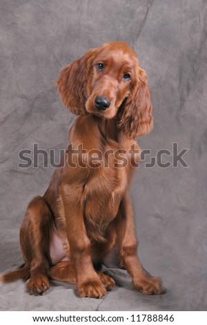 Irish Setter Puppies on Irish Setter Puppy Stock Photo 11788846   Shutterstock