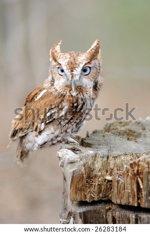 Red Morph Owl