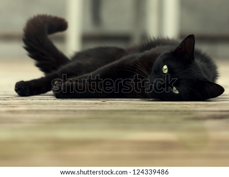 Beautiful Black Cat With Green Eyes Lying On Wooden Floor