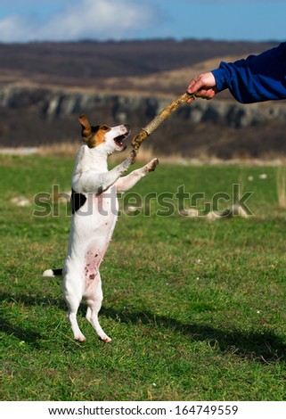 jack russell terrier jumping on a stick