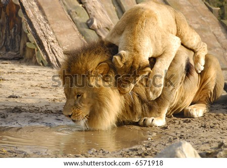 Lioness and lion fooling around