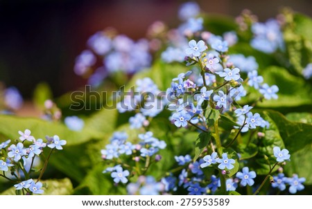 forget-me-not flowers (me-nots)