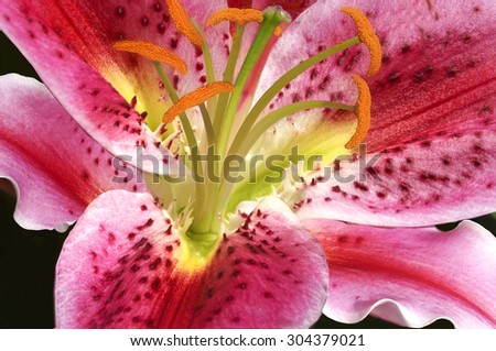 A close up of a beautiful spotted red, pink and white lily flower with stamen and filaments