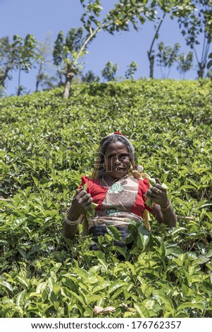 NUWARA, SRI LANKA - JANUARY 26, 2014: Unidentified woman working on the tea plantation in Nuwara, Sri Lanka. Sri Lanka is the world\'s fourth largest producer of tea.