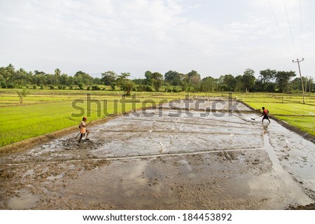 DAMBULLA, SRI LANKA - JANUARY 27, 2014: Unidentified people working in the rice field in Dambulla. Sri Lanka producing 2.7 million tons of rice annually and satisfies around 95 percent of requirement.