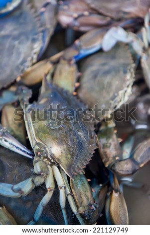 Fresh crabs on the fish market