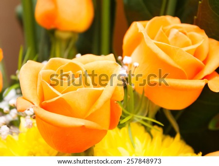 Closeup of the yellow roses