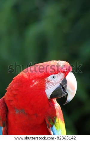 Red macaw parrot