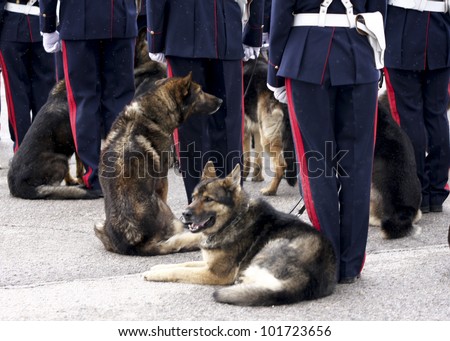 MADRID - MAY 5: Royal guards canine division. Ceremony of the Oath of Allegiance of the Royal Guards at El Pardo Palace on May 4, 2012 in Madrid