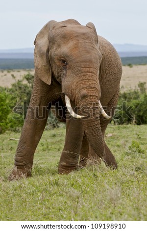 male elephant standing and eating grass in the middle of a savannah