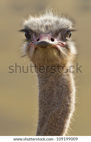 Ostrich lifting his head up while eating in the early morning
