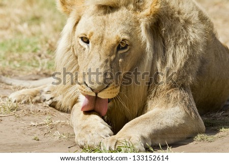 Large male white lion lying in the sand and grooming its self