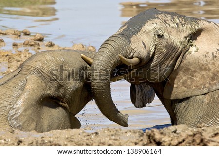 two elephants lying in a mud pool playing with each other