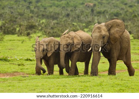 young elephant family running down a path to a water hole