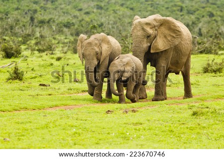 Young elephants walking down a path to a water hole