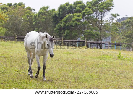 beautiful grey horse walking along a paddock fence with his head bent forward