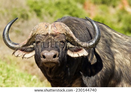 large male buffalo lifts its head and stares into the distance