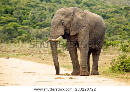 An alert elephant standing on the edge of a gravel road