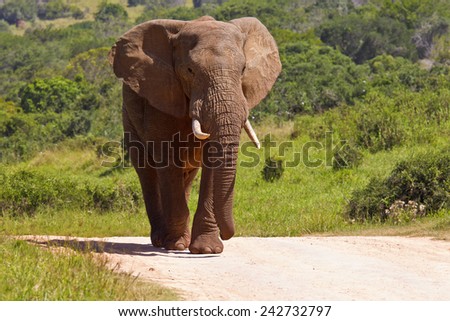 Large male elephant walking down a gravel road in the hot midday sun
