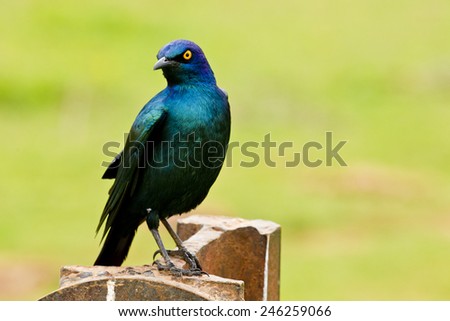 Glossy Starling standing and looking with a tilted head while perched on a gate post