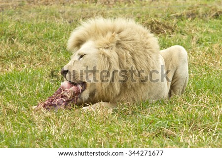Large male white lion lying and enjoying a large piece of red meat