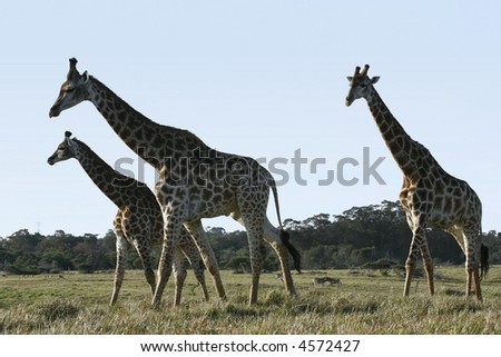 three giraffe walking past as the sun is about to set