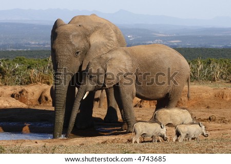 elephants standing and blowing some bubbles