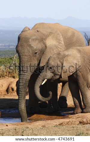 Mom and baby elephant having a drink
