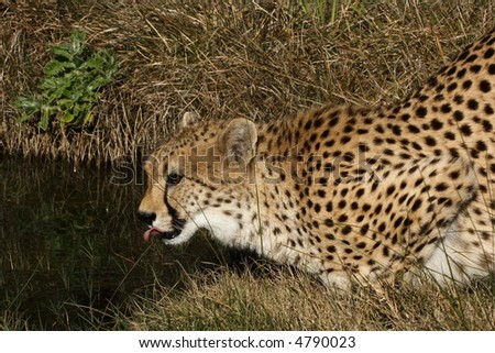 cheetah having a drink at pool on a hot day