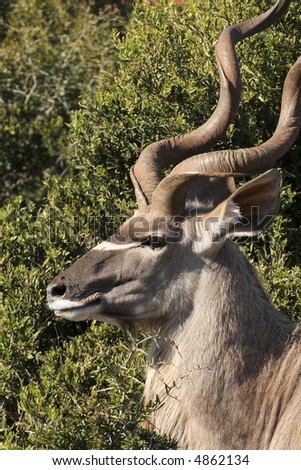 kudu bull profile on the edge of the bush