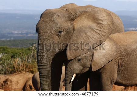 Elephant mom  giving calf some protection