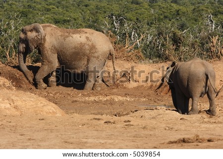 Elephants playing in the mud on a hot day