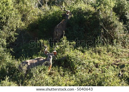 Kudu antelope having a early bite to eat