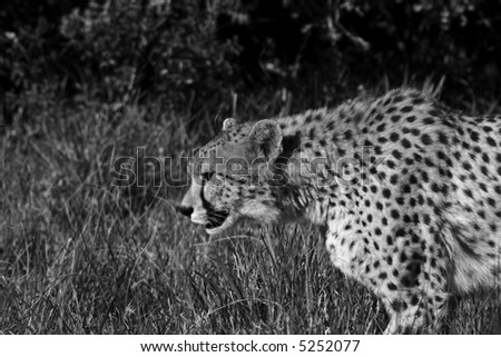 cheetah walking through some long grass