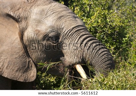 Male elephant eating some foilage early in the morning