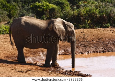 young elephant drinking alone at a waterhole