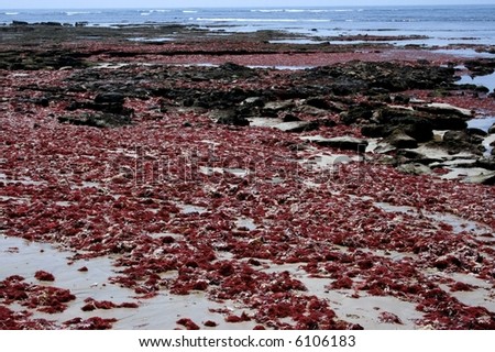 red seaweed washed up on the coast by strong winds