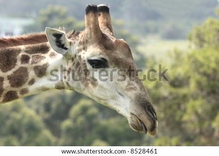 Giraffe Bending