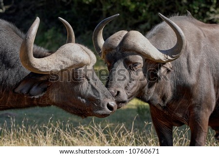 large water buffalo  rubbing nose lovingly