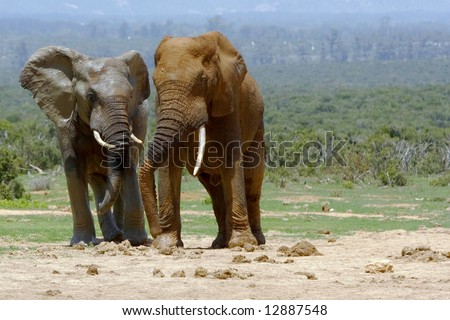two large elephants standing and talking
